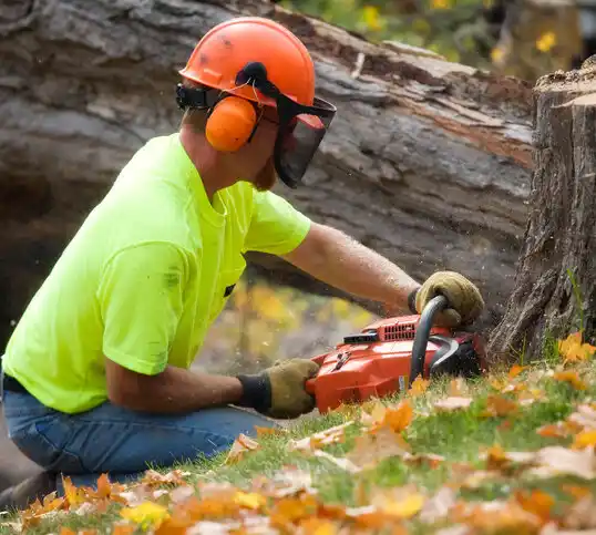 tree services Evarts